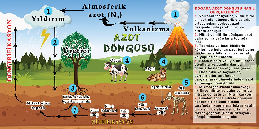 Azot Döngüsü Görselleri