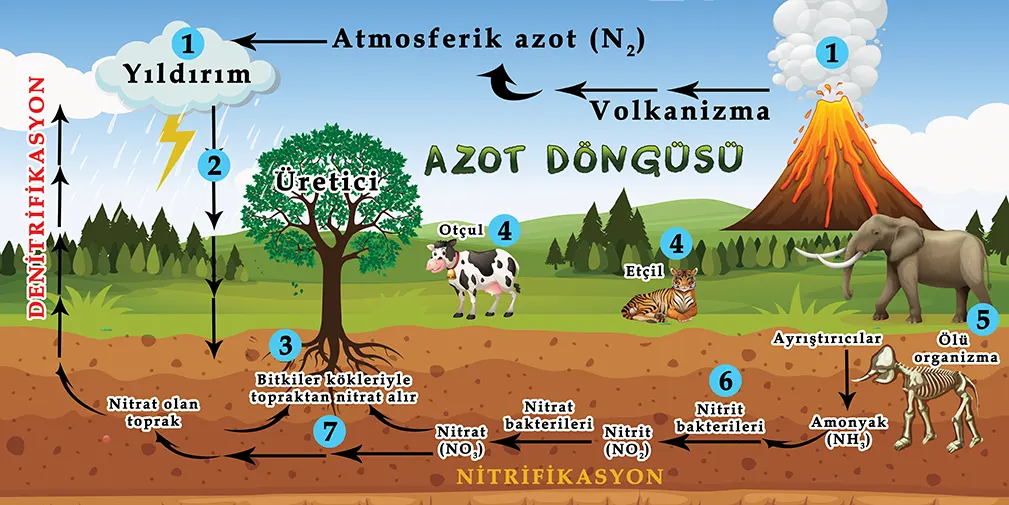 Azot Döngüsü Görselleri 2