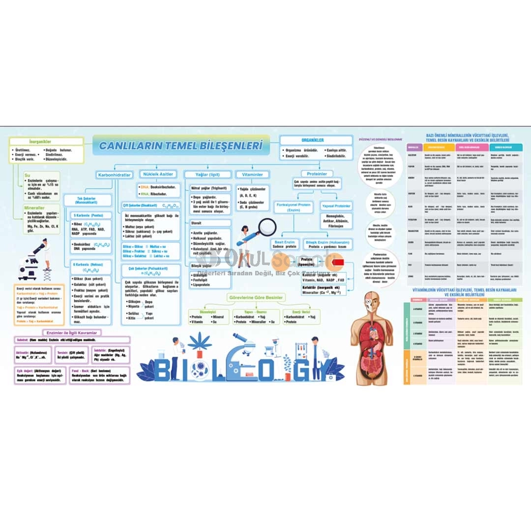 Canlıların Temel Bileşenleri Biyoloji Okul Posteri