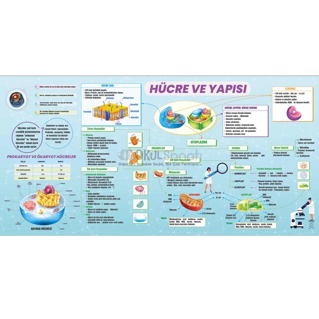 Hücre ve Yapısı Biyoloji Okul Posteri