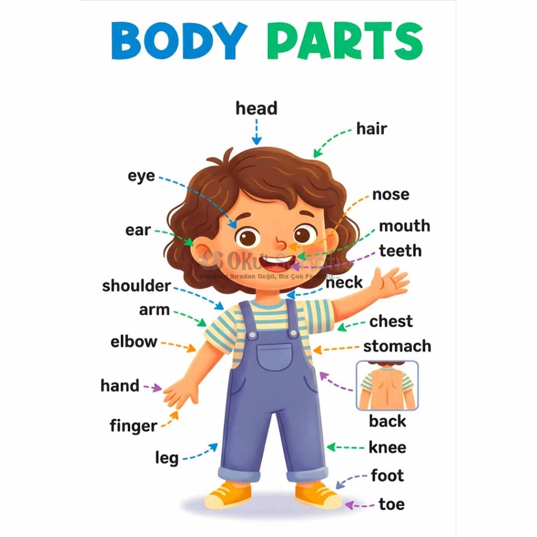 İngilizce Body Parts Posteri