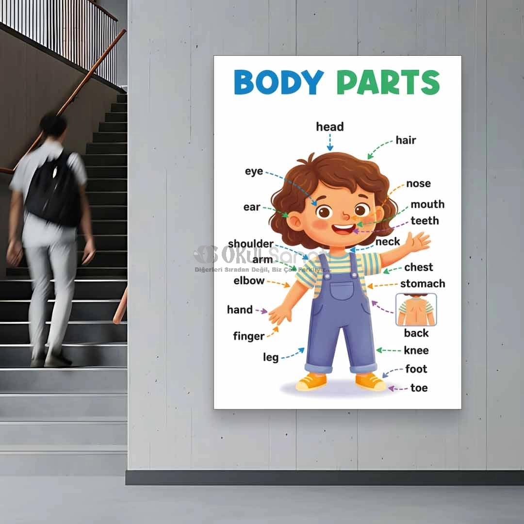 İngilizce Body Parts Posteri