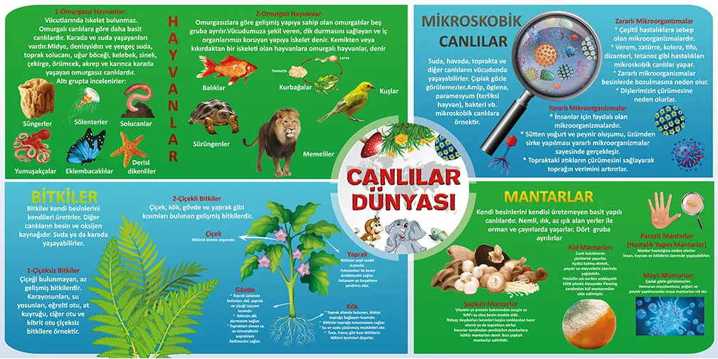 Canlılar Dünyası Görselleri