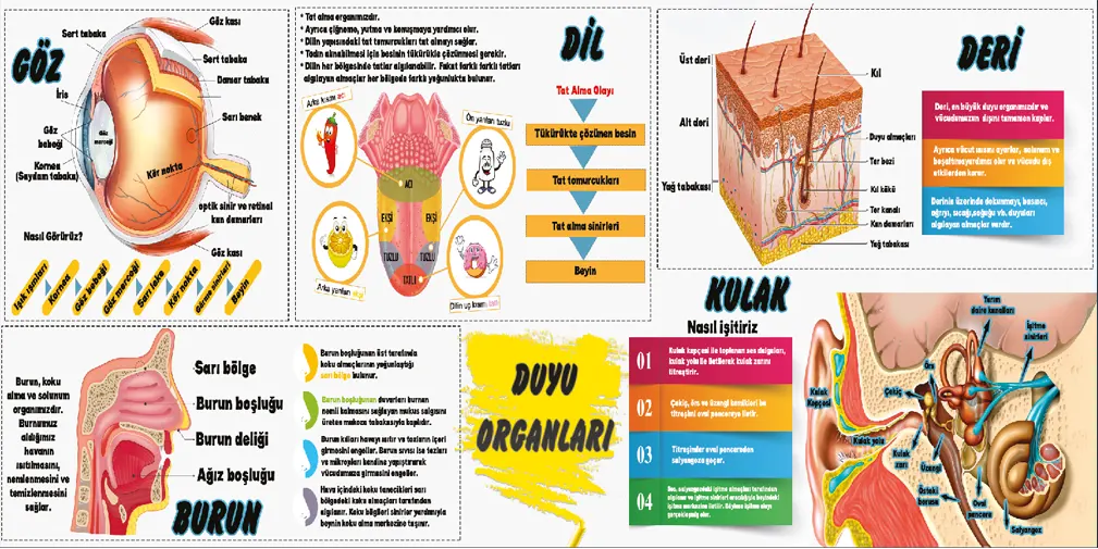 Duyu Organları Görselleri