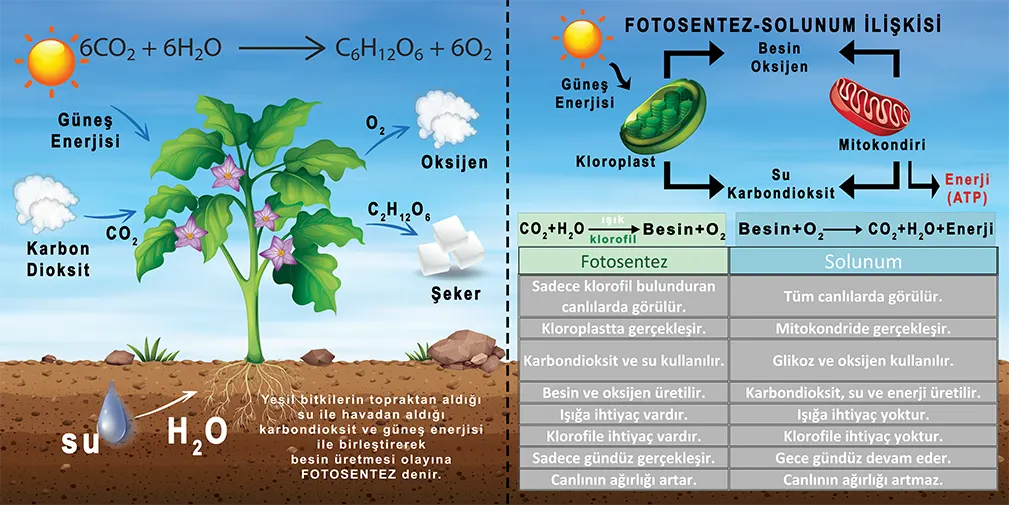Fotosentez Görselleri 2