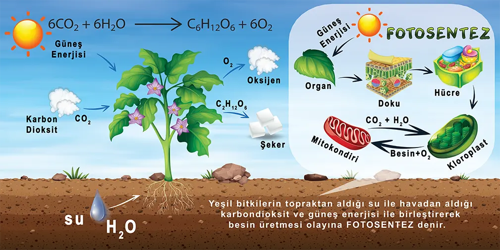 Fotosentez Görselleri