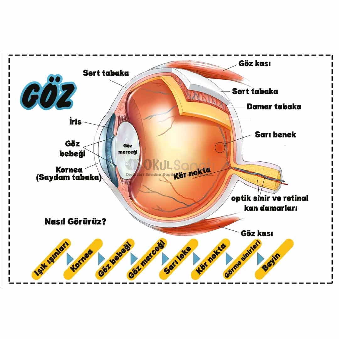 Göz Anatomisi ve Duyu Organları Okul Posteri