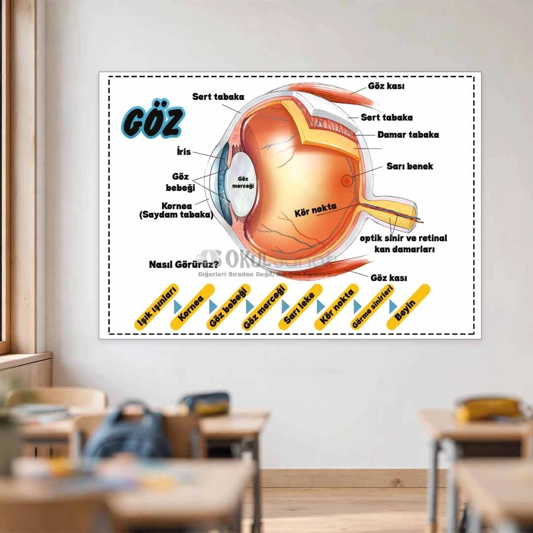 Göz Anatomisi ve Duyu Organları Okul Posteri