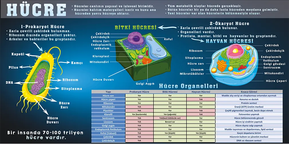 Hücre Görselleri 2