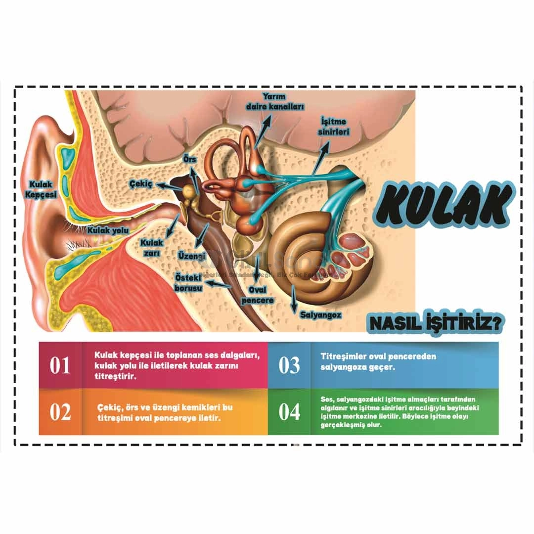 Kulağın Yapısı ve Duyu Organları Okul Posteri