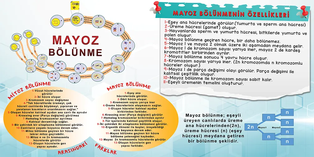 Mayoz Bölünme Ders Görselleri