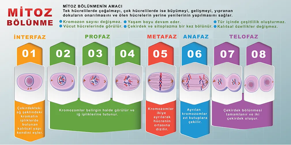 Mitoz Bölünme Ders Görselleri