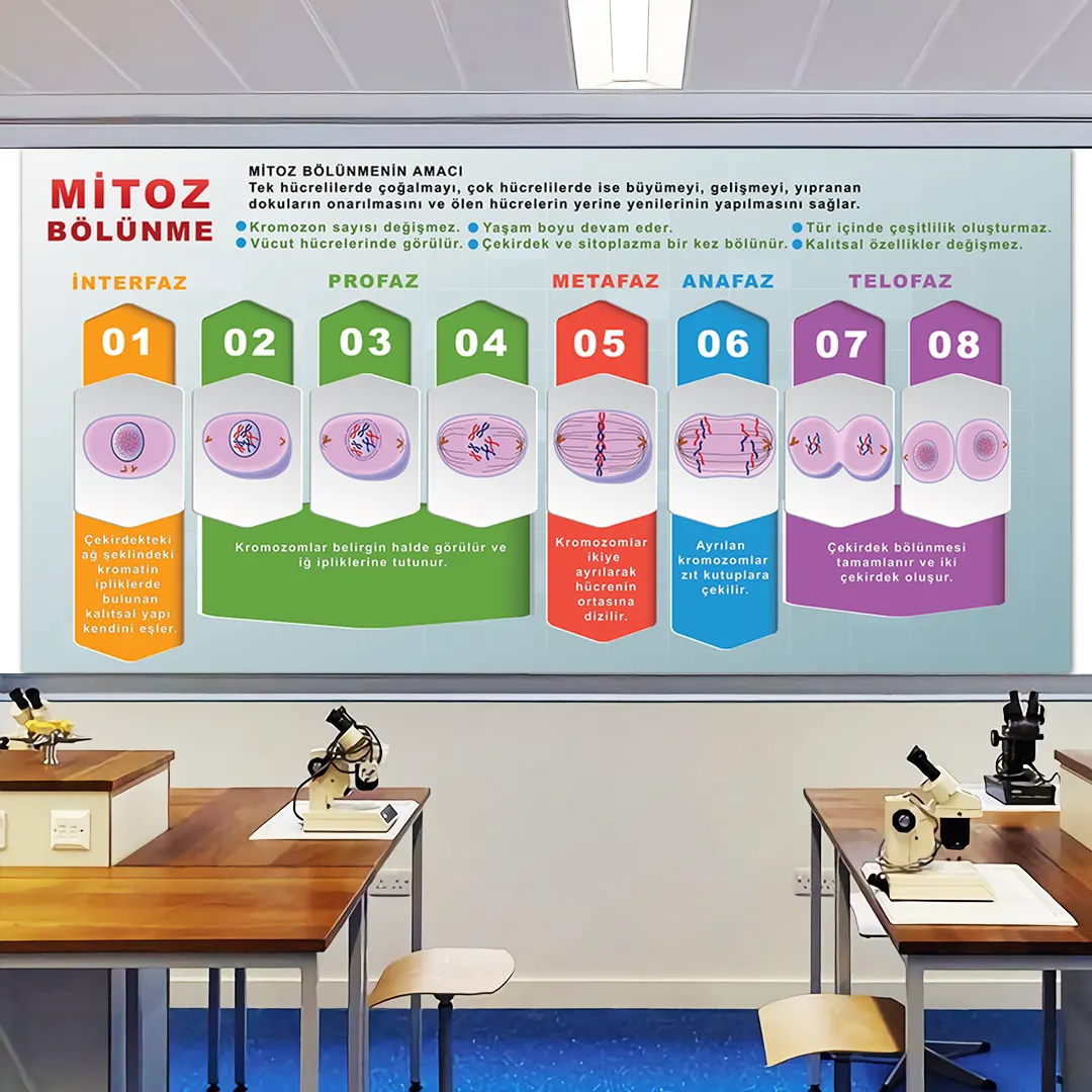 Mitoz Bölünme Ders Görselleri