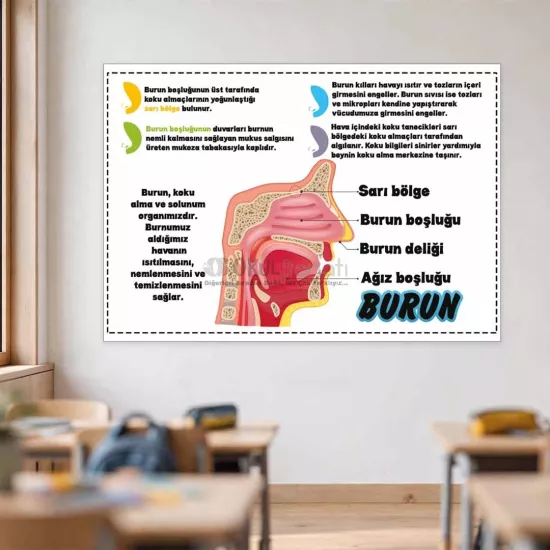 Fen Bilimleri Okul Posteri | Burun Yapısı 