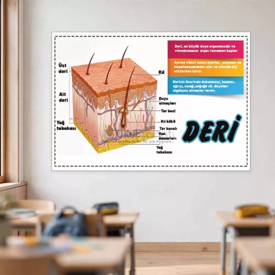 Fen Bilimleri Okul Posteri | Deri Yapısı