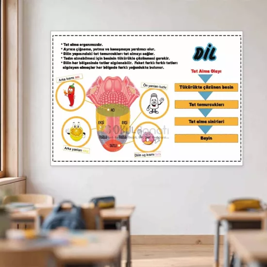 Fen Bilimleri Okul Posteri | Dilin Yapısı
