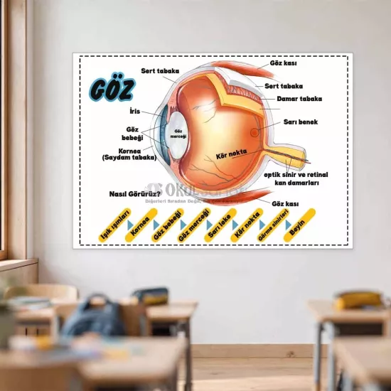 Fen Bilimleri Okul Posteri | Göz Anatomisi
