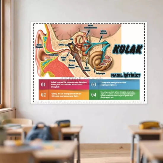 Fen Bilimleri Okul Posteri | Kulağın Yapısı