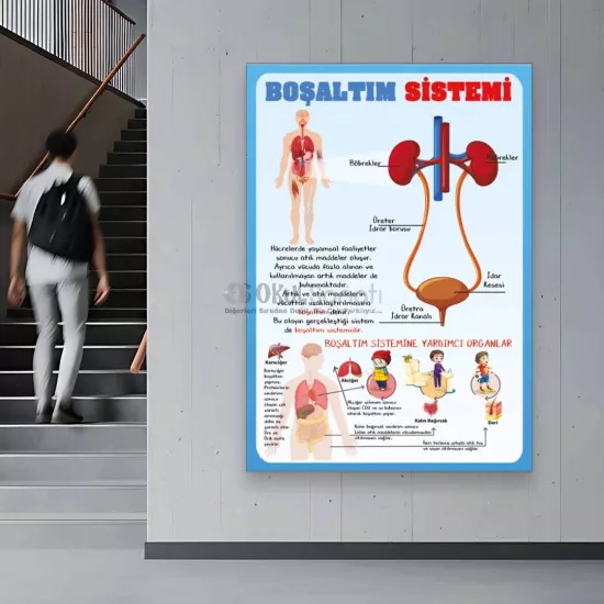 Fen Bilimleri ve Biyoloji Okul Posteri | Boşaltım Sistemi