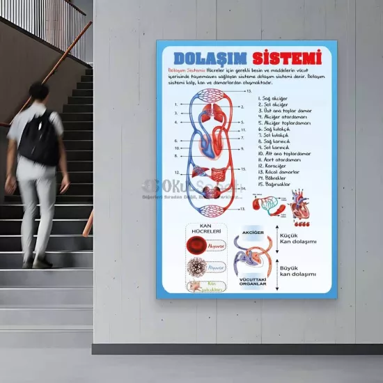 Fen Bilimleri ve Biyoloji Okul Posteri | Dolaşım Sistemi