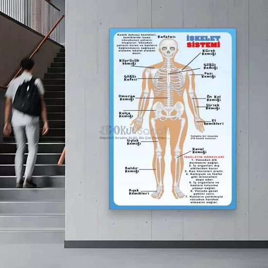 Fen Bilimleri ve Biyoloji Okul Posteri | İskelet Sistemi