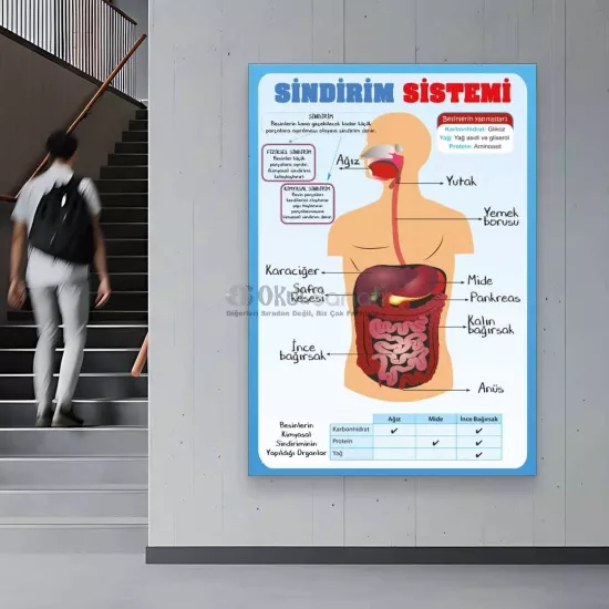 Fen Bilimleri ve Biyoloji Okul Posteri | Sindirim Sistemi