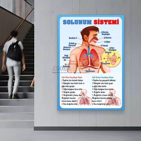 Fen Bilimleri ve Biyoloji Okul Posteri | Solunum Sistemi