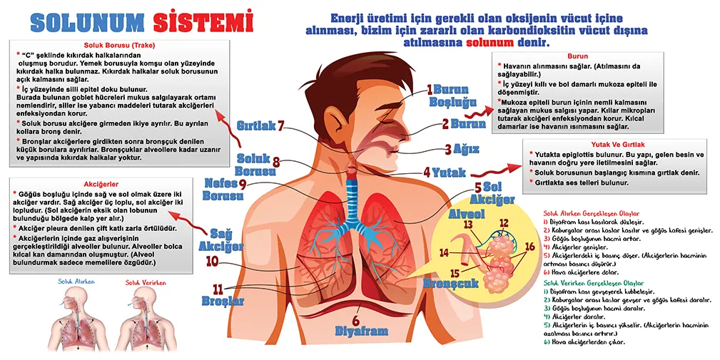 Solunum Sistemi Görselleri