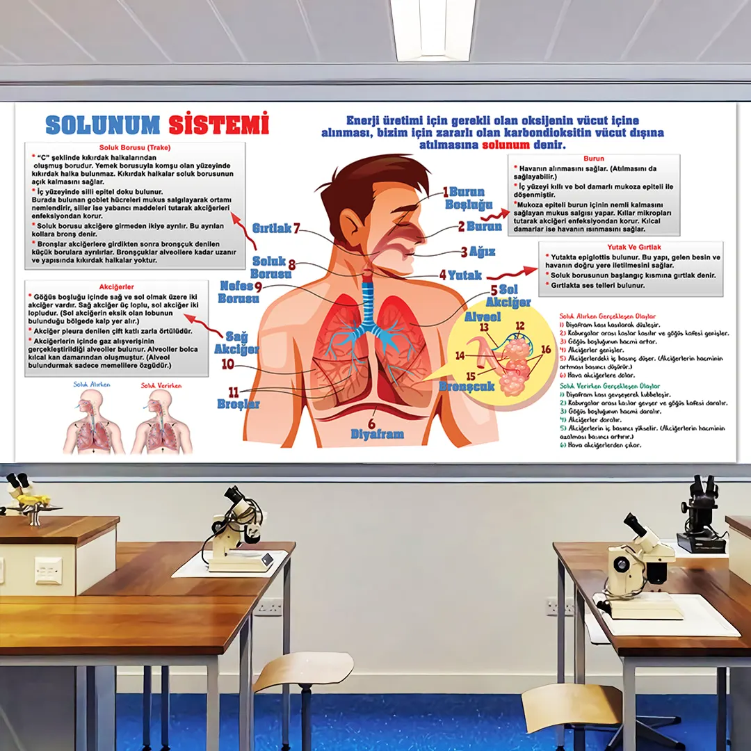 Solunum Sistemi Görselleri