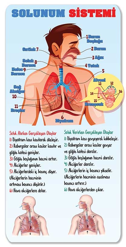 Solunum Sistemi Kapı Giydirme