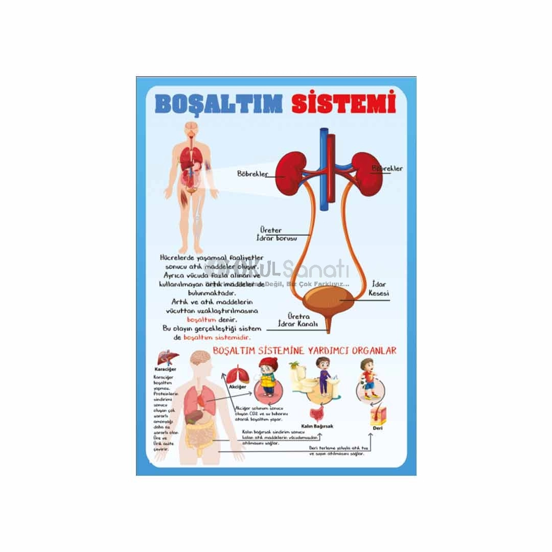 Vücudumuzdaki Sistemler Boşaltım Sistemi Posteri