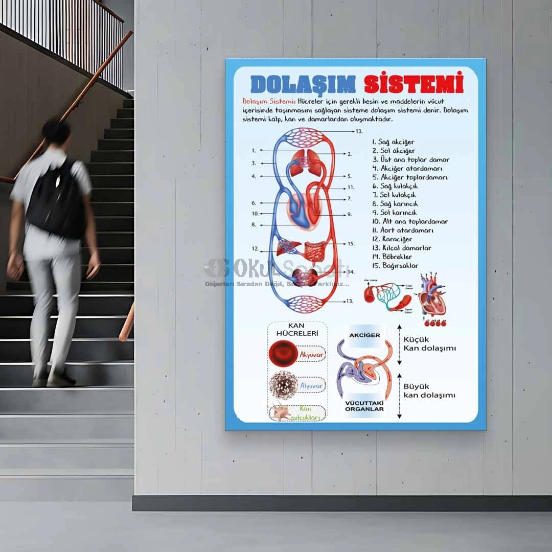 Vücudumuzdaki Sistemler Dolaşım Sistemi Okul Posteri