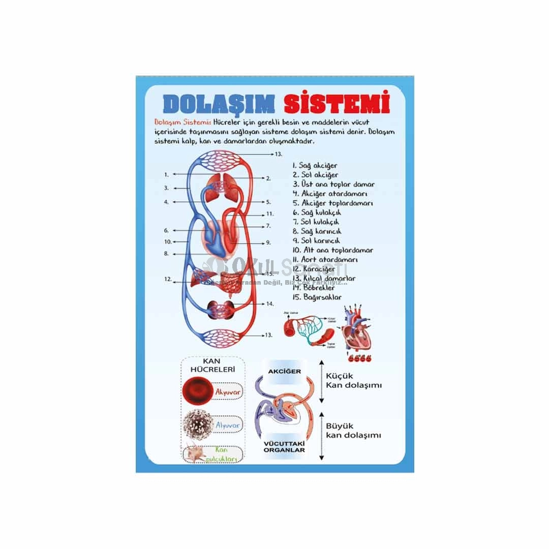 Vücudumuzdaki Sistemler Dolaşım Sistemi Okul Posteri