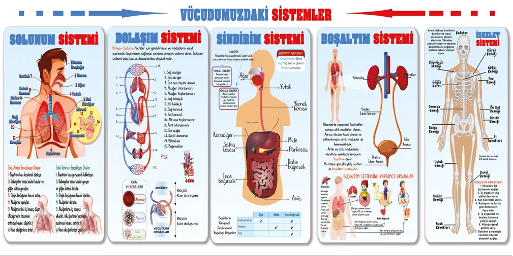 Vücudumuzdaki Sistemler Görselleri