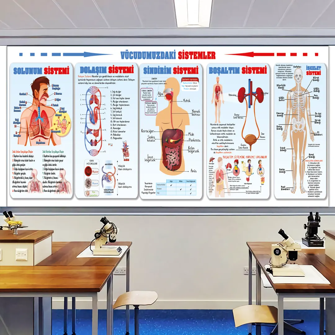 Vücudumuzdaki Sistemler Görselleri