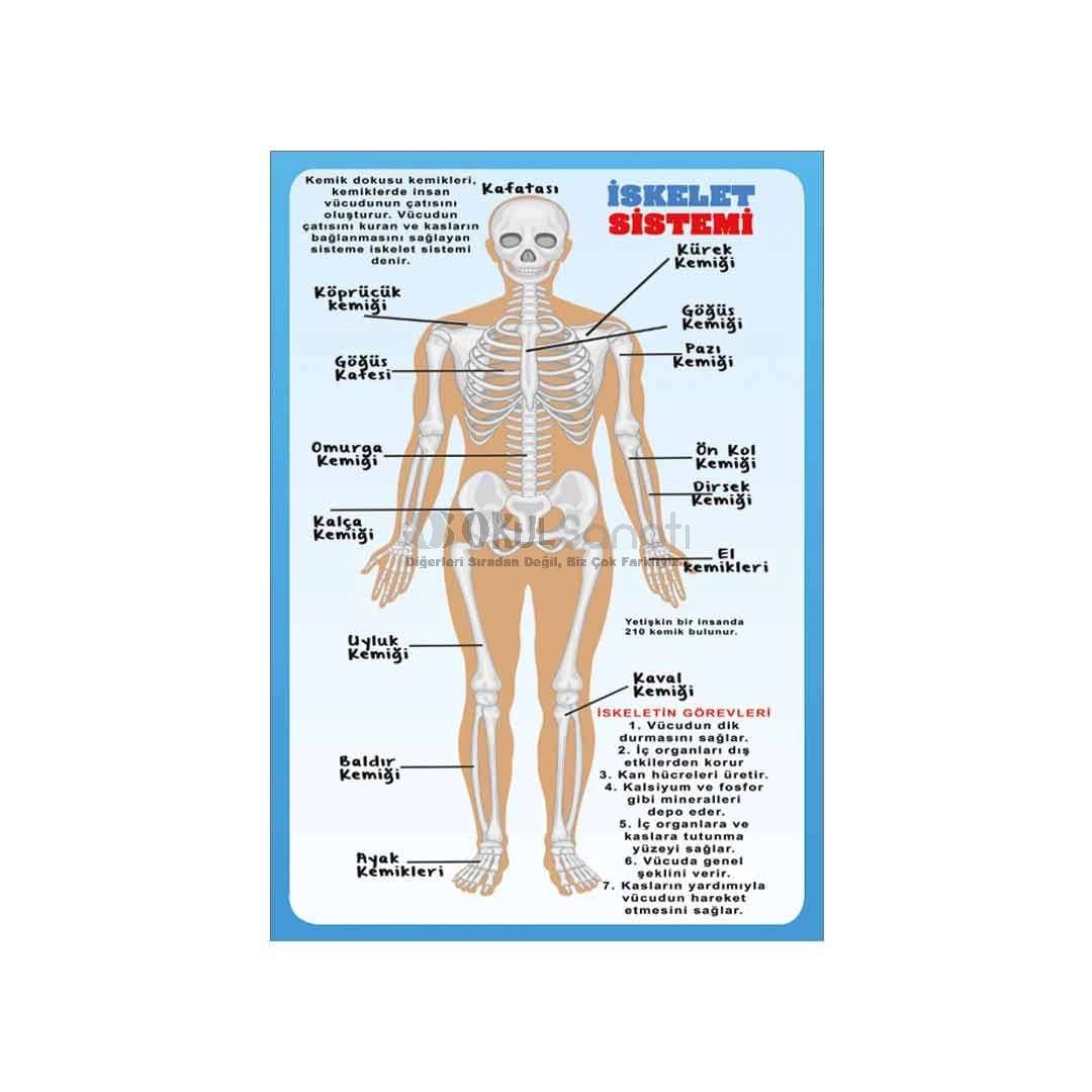 Vücudumuzdaki Sistemler İskelet Sistemi Okul Posteri