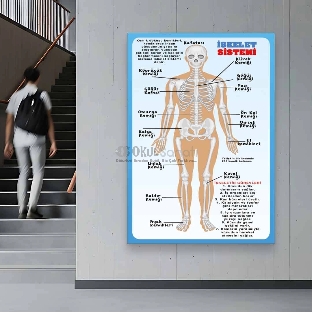 Vücudumuzdaki Sistemler İskelet Sistemi Okul Posteri