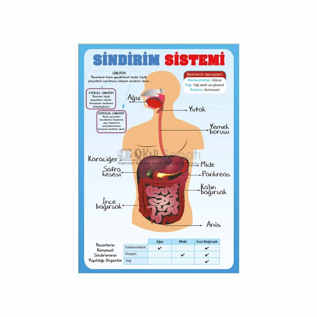 Vücudumuzdaki Sistemler Sindirim Sistemi Okul Posteri